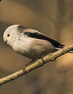 北长尾山雀 / Long-tailed Tit / Aegithalos caudatus