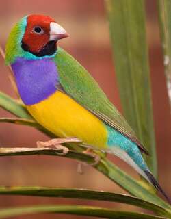 七彩文鸟 / Gouldian Finch / Chloebia gouldiae
