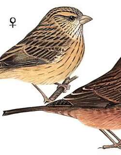棕朱雀 / Dark-rumped Rosefinch / Carpodacus edwardsii