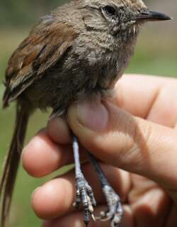 秘鲁棘尾雀 / Perija Thistletail / Asthenes perijana