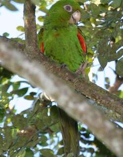古巴鹦哥 / Cuban Parakeet / Psittacara euops