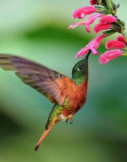 栗胸冕蜂鸟 / Chestnut-breasted Coronet / Boissonneaua matthewsii