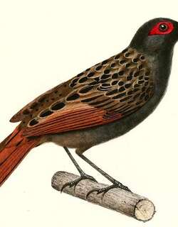 黑斑裸眼蚁鸟 / Black-spotted Bare-eye / Phlegopsis nigromaculata