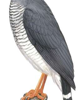 隐林隼 / Cryptic Forest Falcon / Micrastur mintoni