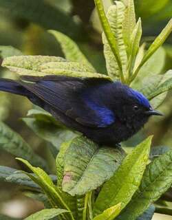 白顶锥嘴雀 / Capped Conebill / Conirostrum albifrons