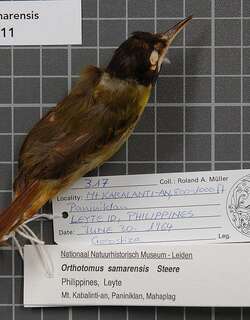 萨马缝叶莺 / Yellow-breasted Tailorbird / Orthotomus samarensis