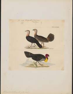 红嘴塚雉 / Red-billed Brushturkey / Talegalla cuvieri