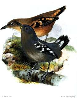 珠翅蚁鵙 / Pearly Antshrike / Megastictus margaritatus