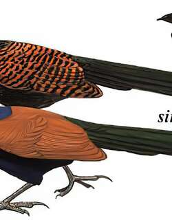 褐翅鸦鹃 / Greater Coucal / Centropus sinensis