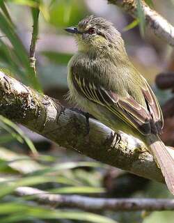 秘鲁小霸鹟 / Peruvian Tyrannulet / Zimmerius viridiflavus