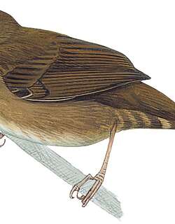 大叻短翅莺 / Dalat Bush Warbler / Locustella idonea