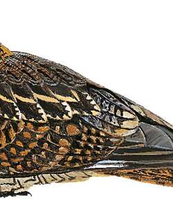 萨氏夜鹰 / Salvadori’s Nightjar / Caprimulgus pulchellus