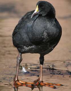 大骨顶 / Giant Coot / Fulica gigantea