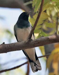 黑头鹃鵙 / Black-headed Cuckooshrike / Lalage melanoptera