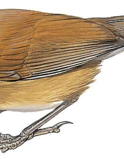 白脸噪鹛 / White-cheeked Laughingthrush / Pterorhinus vassali
