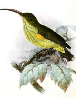 纹胸捕蛛鸟 / Long-billed Spiderhunter / Arachnothera robusta