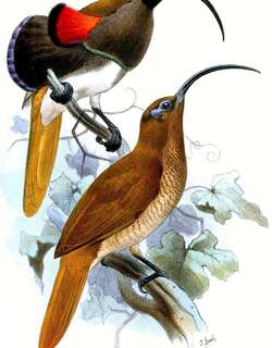 黑嘴镰嘴风鸟 / Black-billed Sicklebill / Drepanornis albertisi