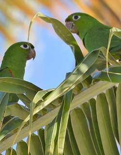 伊岛鹦哥 / Hispaniolan Parakeet / Psittacara chloropterus