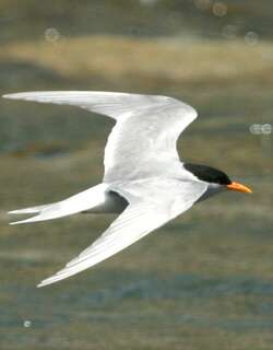 黑额燕鸥 / Black-fronted Tern / Chlidonias albostriatus