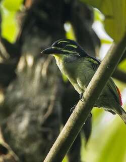 红腰钟声拟䴕 / Red-rumped Tinkerbird / Pogoniulus atroflavus