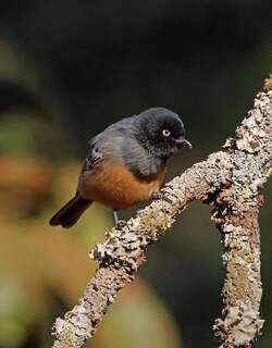 红胸山雀 / Cinnamon-breasted Tit / Melaniparus pallidiventris
