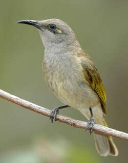 褐岩吸蜜鸟 / Brown Honeyeater / Lichmera indistincta