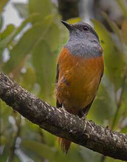 岩鸲鸫 / Forest Rock Thrush / Monticola sharpei