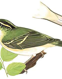 冠纹柳莺 / Claudia’s Leaf Warbler / Phylloscopus claudiae