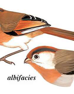 黄额鸦雀 / Fulvous Parrotbill / Suthora fulvifrons