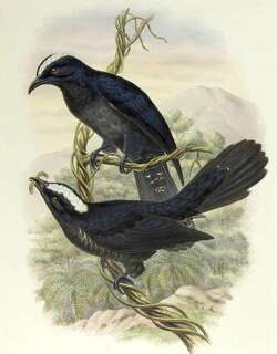 白顶噪鹃 / White-crowned Cuckoo / Cacomantis leucolophus