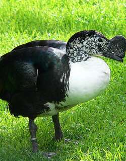 美洲瘤鸭 / Comb Duck / Sarkidiornis sylvicola