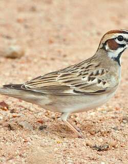 鹨雀鹀 / Lark Sparrow / Chondestes grammacus