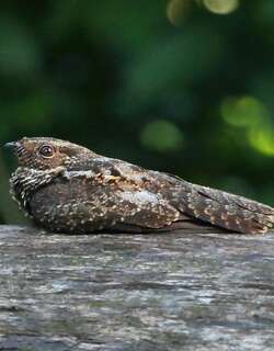 暗色夜鹰 / Blackish Nightjar / Nyctipolus nigrescens