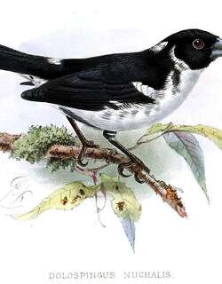 白枕籽雀 / White-naped Seedeater / Sporophila fringilloides