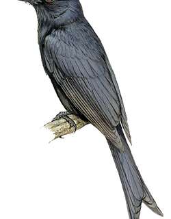 阿岛卷尾 / Aldabra Drongo / Dicrurus aldabranus