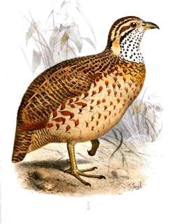 高地鹧鸪 / Moorland Francolin / Scleroptila psilolaema