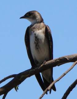 棕胸崖燕 / Brown-chested Martin / Progne tapera