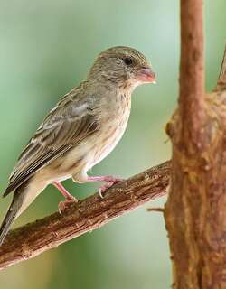 绿腰丝雀 / Arabian Serin / Crithagra rothschildi