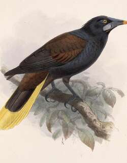 黑拟椋鸟 / Black Oropendola / Psarocolius guatimozinus