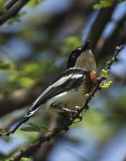 侏蓬背鹟 / Pygmy Batis / Batis perkeo