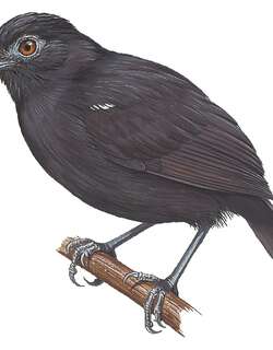 白肩蚁鸟 / White-shouldered Antbird / Akletos melanoceps