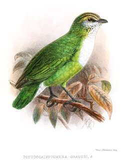 非洲绿阔嘴鸟 / Grauer’s Broadbill / Pseudocalyptomena graueri