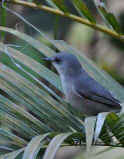 毛里求斯灰绣眼鸟 / Mauritius Grey White-eye / Zosterops mauritianus