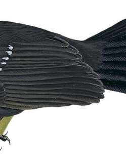 黑薮扇尾鹟 / Black Thicket Fantail / Rhipidura maculipectus