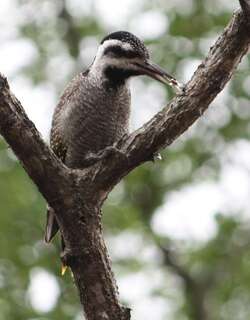 须啄木 / Bearded Woodpecker / Chloropicus namaquus