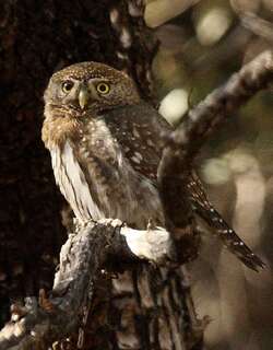 山鸺鹠 / Mountain Pygmy Owl / Glaucidium gnoma