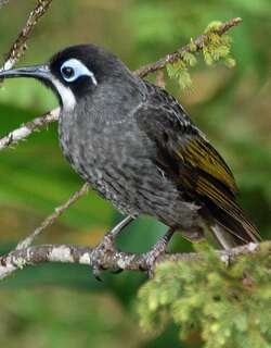 博氏寻蜜鸟 / Belford’s Melidectes / Melidectes belfordi