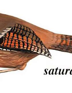 纹胸斑翅鹛 / Streak-throated Barwing / Actinodura waldeni