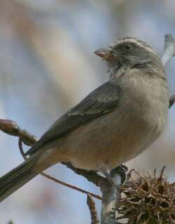 纹头丝雀 / Streaky-headed Seedeater / Crithagra gularis