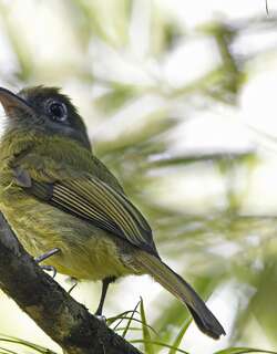 眼环扁嘴霸鹟 / Eye-ringed Flatbill / Rhynchocyclus brevirostris